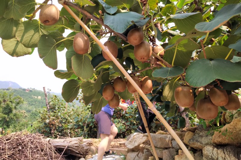 摘猕猴桃 摘猕猴桃